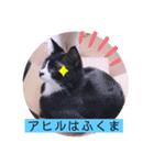 ガッシーねこーすの日常（個別スタンプ：15）