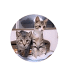 ガッシーねこーすの日常（個別スタンプ：17）