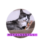 ガッシーねこーすの日常（個別スタンプ：18）
