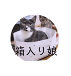 ガッシーねこーすの日常（個別スタンプ：19）