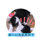 ガッシーねこーすの日常（個別スタンプ：20）