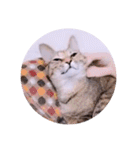 ガッシーねこーすの日常（個別スタンプ：21）