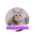 ガッシーねこーすの日常（個別スタンプ：23）