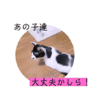 ガッシーねこーすの日常（個別スタンプ：24）