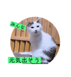 ガッシーねこーすの日常（個別スタンプ：25）
