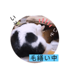 ガッシーねこーすの日常（個別スタンプ：26）