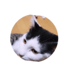 ガッシーねこーすの日常（個別スタンプ：28）