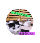ガッシーねこーすの日常（個別スタンプ：29）