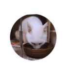 ガッシーねこーすの日常（個別スタンプ：30）
