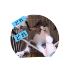 ガッシーねこーすの日常（個別スタンプ：32）