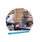 ガッシーねこーすの日常（個別スタンプ：33）