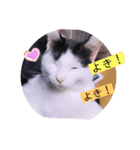 ガッシーねこーすの日常（個別スタンプ：34）