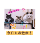 ガッシーねこーすの日常（個別スタンプ：36）