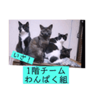 ガッシーねこーすの日常（個別スタンプ：37）