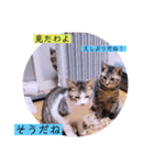 ガッシーねこーすの日常（個別スタンプ：38）