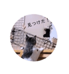 ガッシーねこーすの日常（個別スタンプ：39）