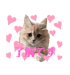 yukichi's sticker！（個別スタンプ：1）
