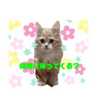 yukichi's sticker！（個別スタンプ：5）