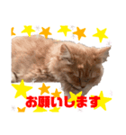 yukichi's sticker！（個別スタンプ：7）