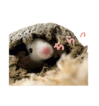 ラッツ！（個別スタンプ：5）