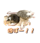 ラッツ！（個別スタンプ：14）