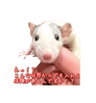 ラッツ！（個別スタンプ：20）