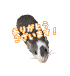 ラッツ！（個別スタンプ：26）