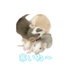 ラッツ！（個別スタンプ：31）