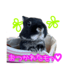 黒うさぎのたも丸くんPart2（個別スタンプ：5）
