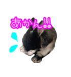 黒うさぎのたも丸くんPart2（個別スタンプ：13）