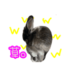 黒うさぎのたも丸くんPart2（個別スタンプ：15）
