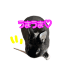 黒うさぎのたも丸くんPart2（個別スタンプ：16）