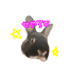 黒うさぎのたも丸くんPart2（個別スタンプ：17）
