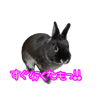 黒うさぎのたも丸くんPart2（個別スタンプ：20）