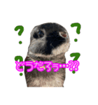 黒うさぎのたも丸くんPart2（個別スタンプ：21）