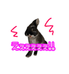 黒うさぎのたも丸くんPart2（個別スタンプ：27）