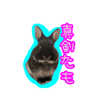黒うさぎのたも丸くんPart2（個別スタンプ：29）