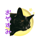 黒猫ロイの日常（個別スタンプ：2）