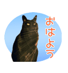 黒猫ロイの日常（個別スタンプ：3）