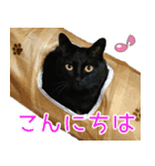 黒猫ロイの日常（個別スタンプ：4）