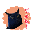 黒猫ロイの日常（個別スタンプ：6）