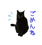 黒猫ロイの日常（個別スタンプ：7）