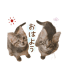 凪テトの毎日スタンプ（個別スタンプ：1）
