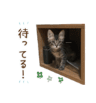凪テトの毎日スタンプ（個別スタンプ：15）