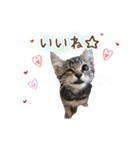 凪テトの毎日スタンプ（個別スタンプ：21）