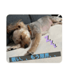 はなとそらスタンプ⑤（個別スタンプ：11）