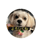 はなとそらスタンプ⑤（個別スタンプ：19）