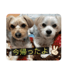はなとそらスタンプ⑤（個別スタンプ：24）