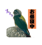 ウロコインコのビスコちゃん（個別スタンプ：1）