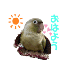 ウロコインコのビスコちゃん（個別スタンプ：3）